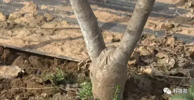 苹果矮砧集约种植，长在“墙”上的苹果带来不同的财富！