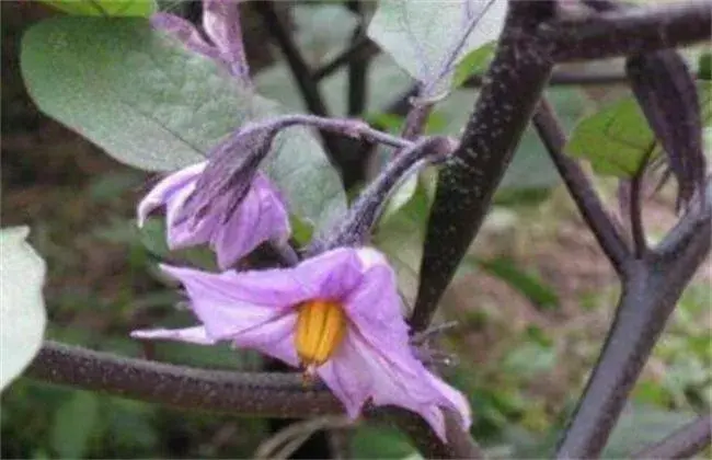 茄子间断开花结果措施