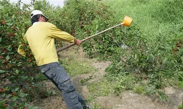 桑葚树施肥方法