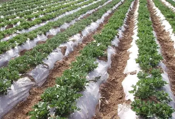 花生采用覆膜W种植技术亩产量高达650kg