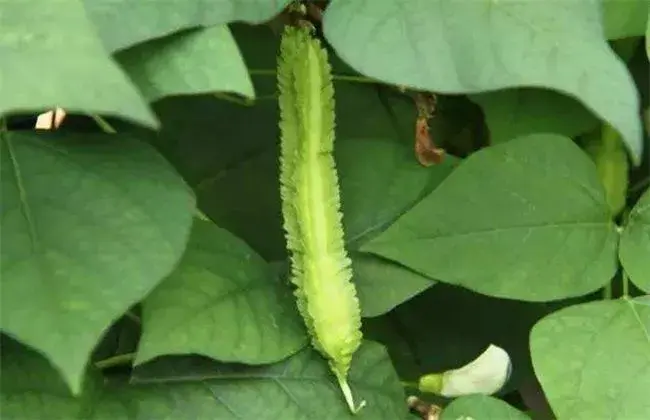 四棱豆的种植技术