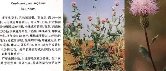 菊科杂草