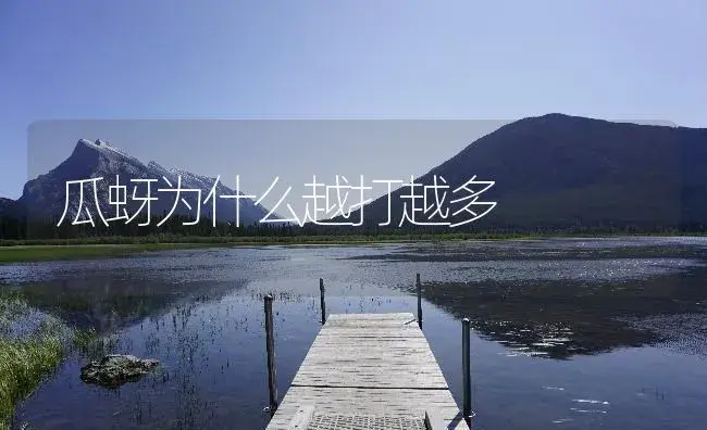 瓜蚜为什么越打越多 | 植物病虫害