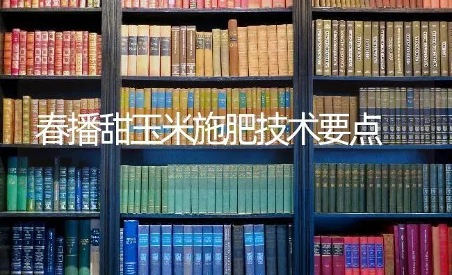 春播甜玉米施肥技术要点 | 蔬菜种植