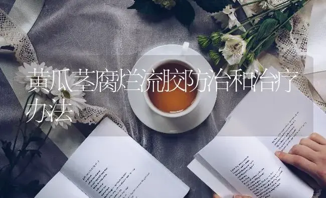 黄瓜茎腐烂流胶防治和治疗办法 | 蔬菜种植