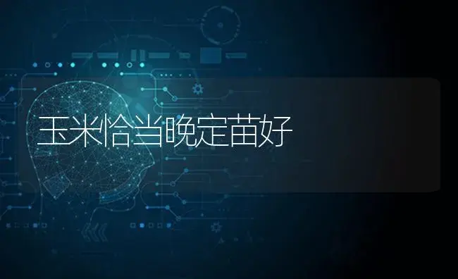 玉米恰当晚定苗好 | 蔬菜种植