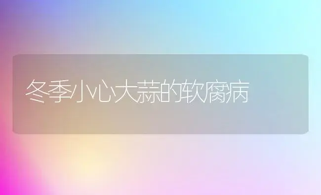 冬季小心大蒜的软腐病 | 植物病虫害