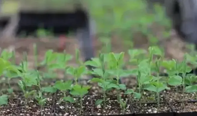 甜豌豆的栽培时间及种植技术