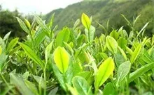 大田县茶叶产值7.6亿元是今年的发展目标