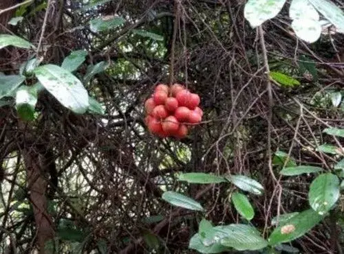 瓜馥木几月开花？果实能吃吗？有哪些功效及作用？