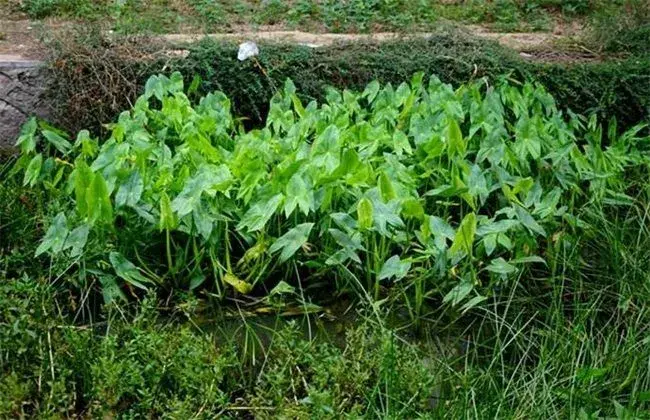 慈菇的田间管理