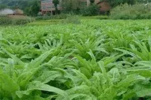 夏季莴苣无公害的种植技术