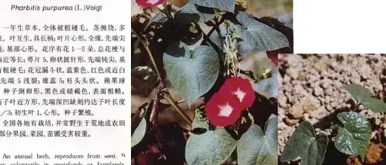 旋花科杂草