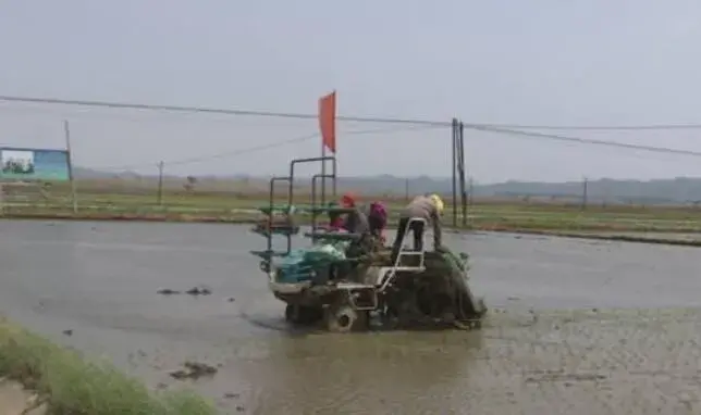 水稻种粮大户肖建波和他的当代家庭农场