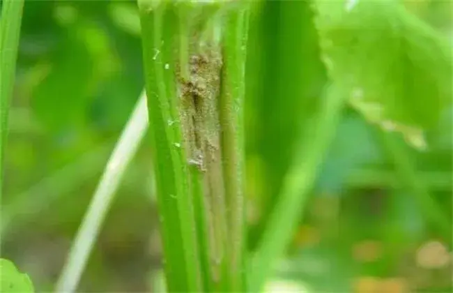 芹菜常见病虫害防治和治疗