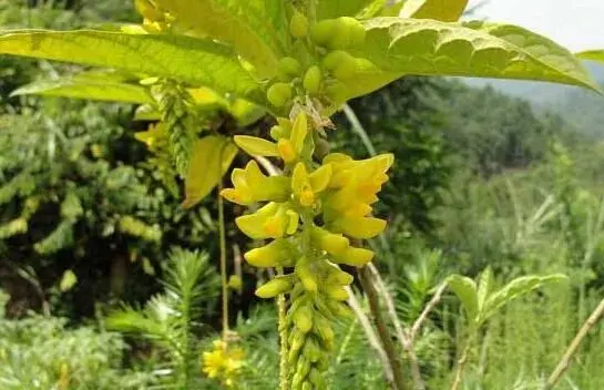 黄花参如何栽培？黄花参繁育种植技术要点