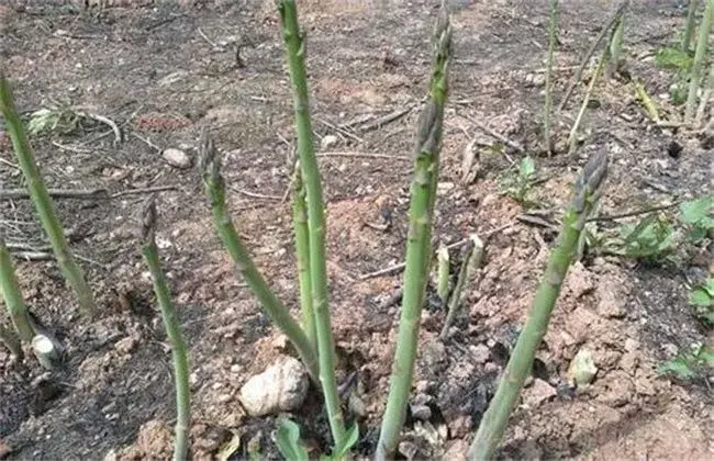 芦笋的施肥技术