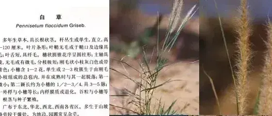 禾本科杂草