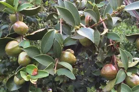 油茶树什么时候栽种好?前景如何?国家有补贴吗?