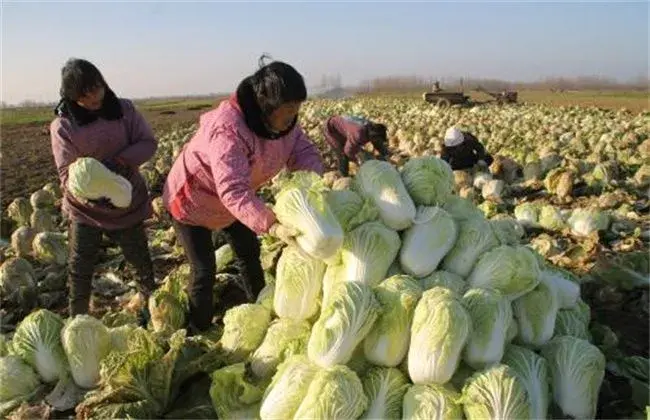 大白菜的栽培时间和措施