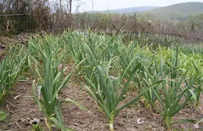 大蒜莲座障碍产生 因素及防治和治疗对策