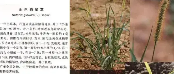 禾本科杂草