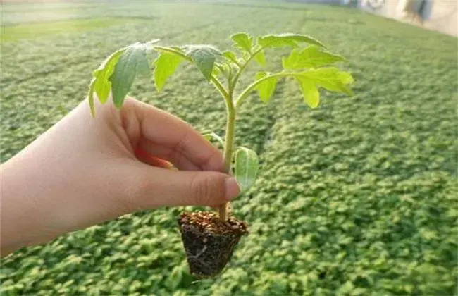 番茄越夏种植技术