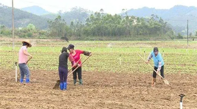 菜心施肥方法及注意事项