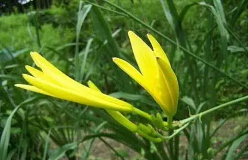 金针菜（黄花菜）的种植技术和栽培办法