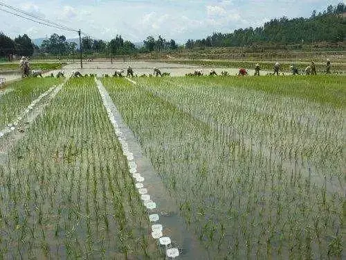 水稻“水种旱管”，节水节肥还增产！