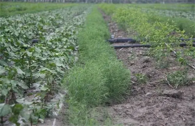 小茴香高产种植技术