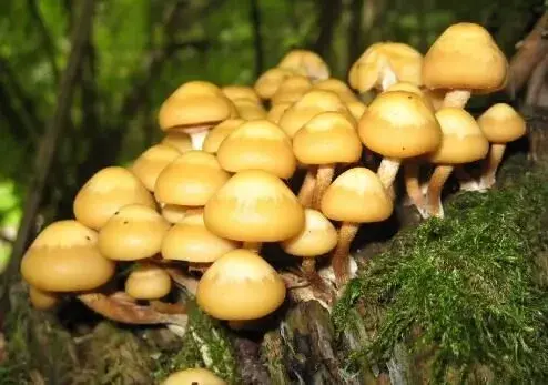 “植物皇后”蘑菇能和茄子一起吃吗？不能和什么一起吃？哪些人不适合吃？