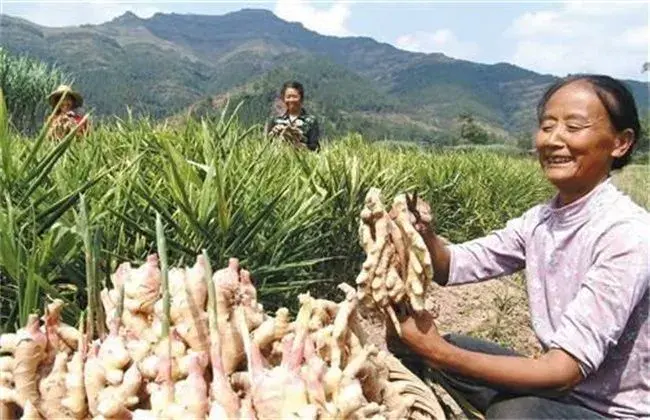 生姜栽培怎样提升产量