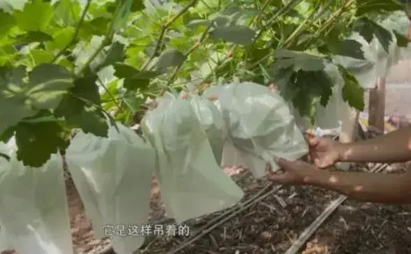 宾川王绍红用四招，让“可人儿”的葡萄产量翻倍