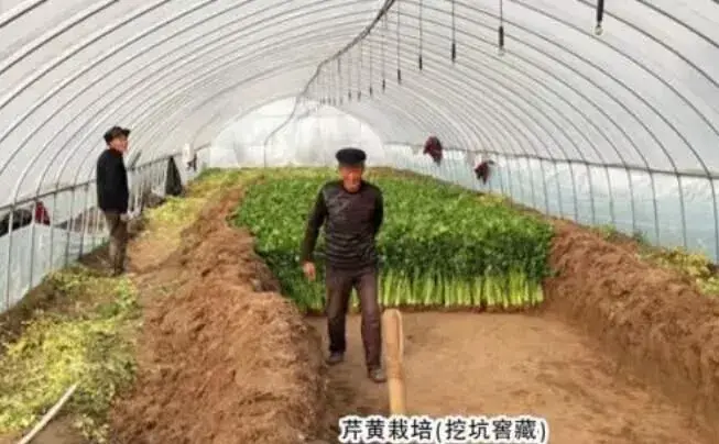 棚室胡芹高效种植和芹黄种植技术