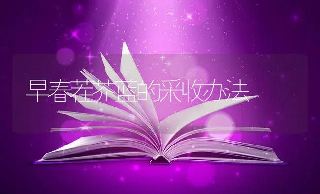 早春茬芥蓝的采收办法 | 蔬菜种植