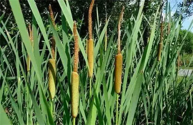 象牙菜的种植技术