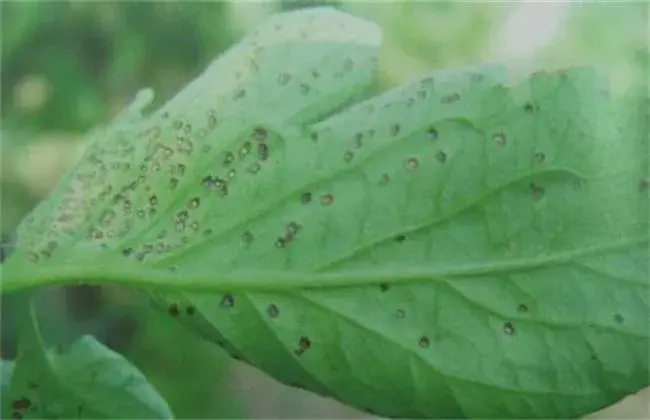 西红柿灰叶斑病防治和治疗技术