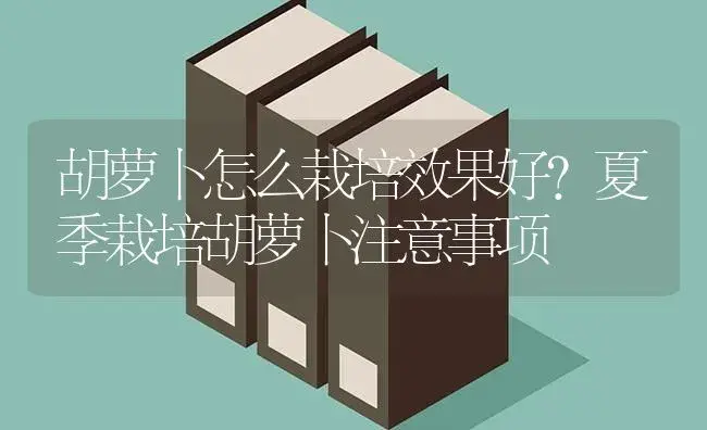 胡萝卜怎么栽培效果好？夏季栽培胡萝卜注意事项 | 蔬菜种植