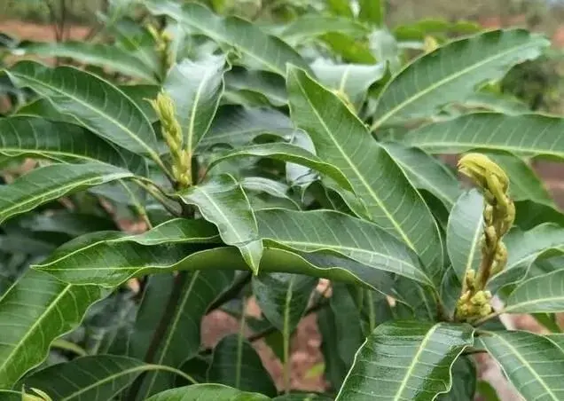 防治和治疗芒果炭疽病，用药有手法！