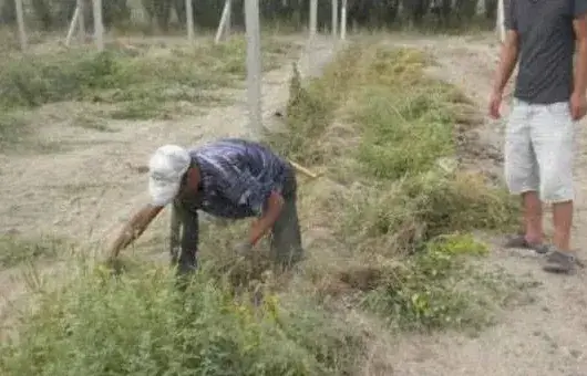 土壤除草剂什么时候喷施为宜？土壤除草药效影响因素