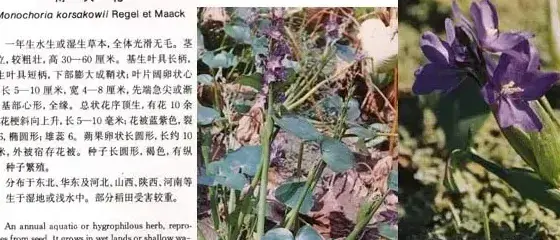 其他科杂草