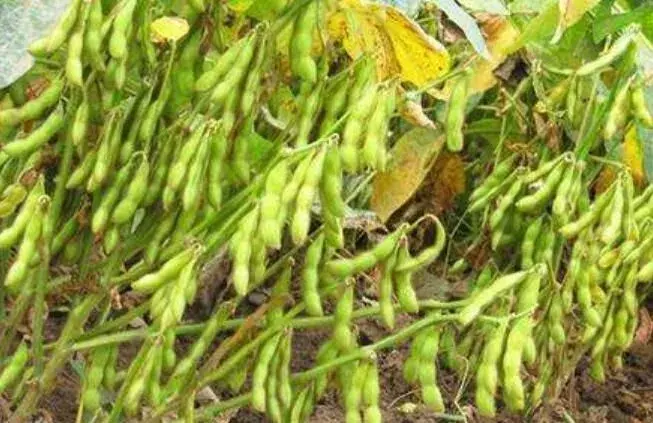 玉米改种大豆一亩增收200多元