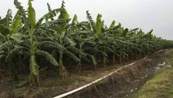 香蕉枯萎病的症状及防治方法 香蕉的栽培技术