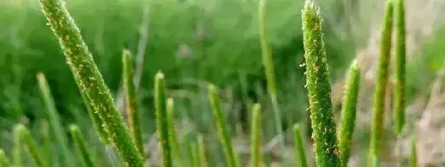 节节麦防治最佳时间（温度），用什么除草剂最好