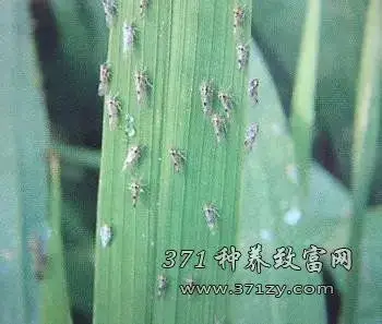 农药杀不灭小麦、水稻、棉花上的病虫？农技专家告诉你该这么办！