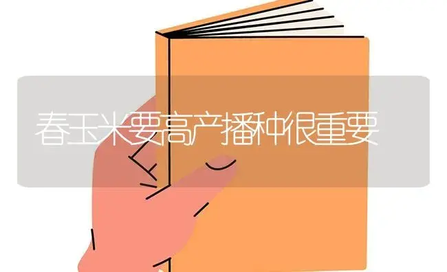 春玉米要高产播种很重要 | 蔬菜种植