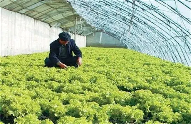 生菜高产施肥技术