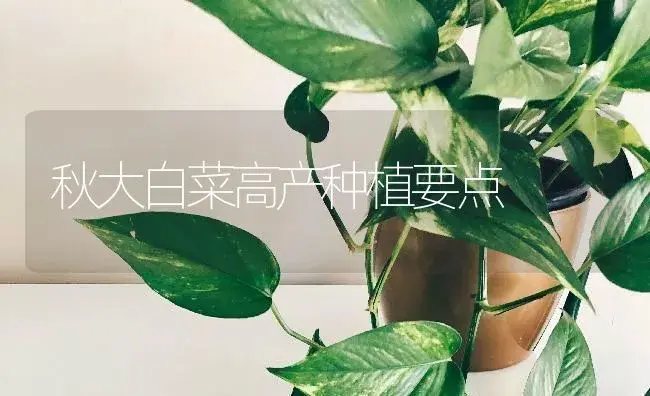 秋大白菜高产种植要点 | 蔬菜种植