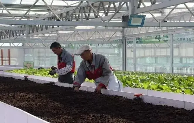 有机蔬菜从地上搬到“床”，1亩蔬菜产值达到100多万元！